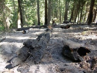 fuego bosque  LABRANZA